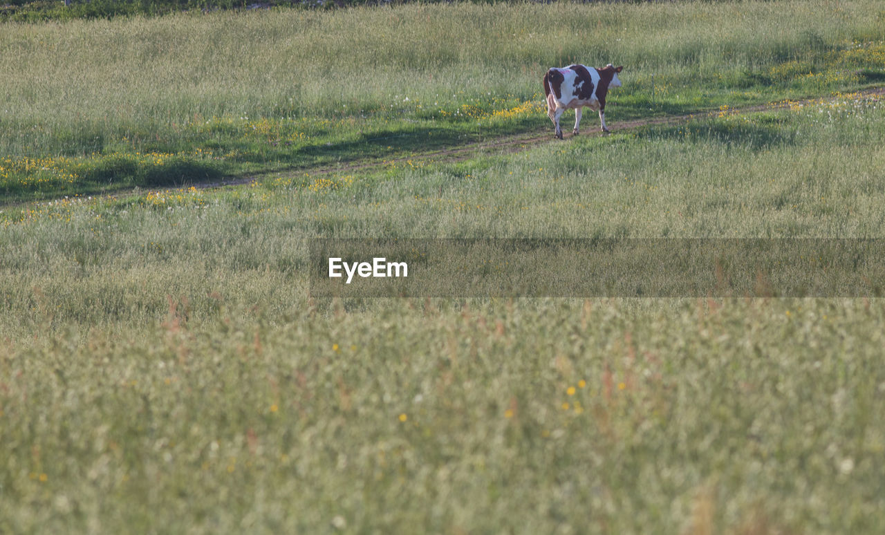 grassland, prairie, plant, field, grass, meadow, land, pasture, steppe, plain, landscape, nature, wetland, growth, agriculture, natural environment, marsh, rural area, environment, rural scene, day, beauty in nature, two people, tranquility, men, outdoors, tranquil scene, crop, animal themes, domestic animals, scenics - nature, pet, animal, tundra, farm, walking, green, mammal, adult, lifestyles, wildlife, one animal, farmer