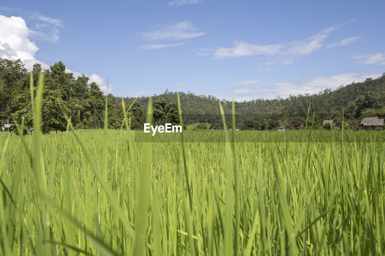 Close up to vivid green rice field under a blue sky with white clouds