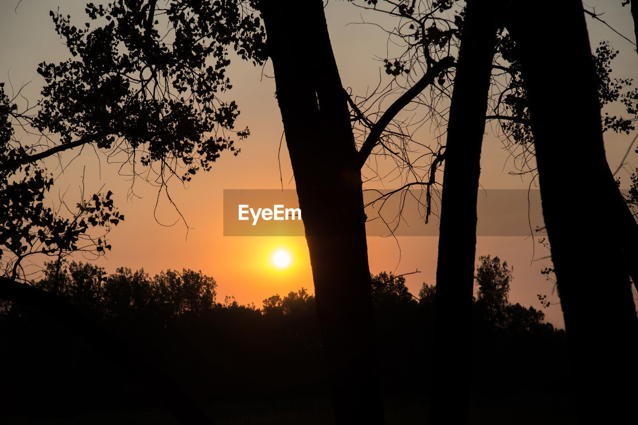 SILHOUETTE TREES ON LANDSCAPE AGAINST SUNSET SKY