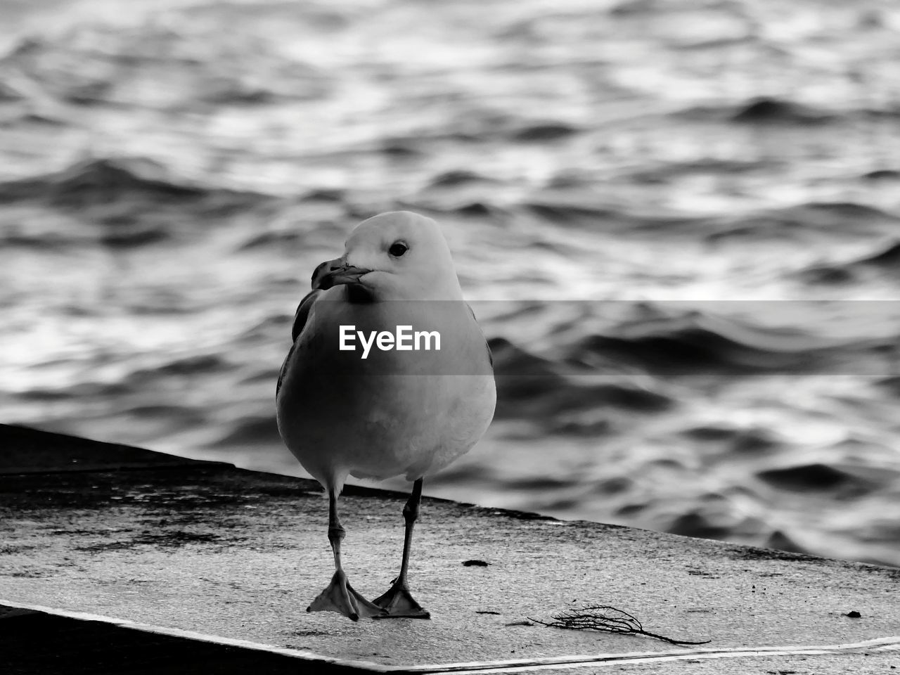 Close-up of seagull perching on retaining wall