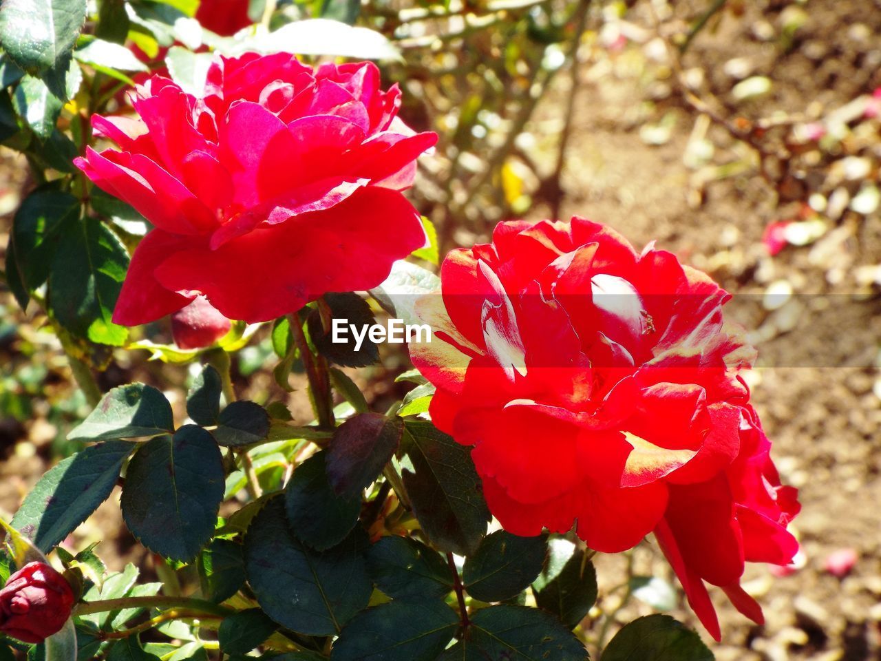 CLOSE-UP OF RED FLOWER