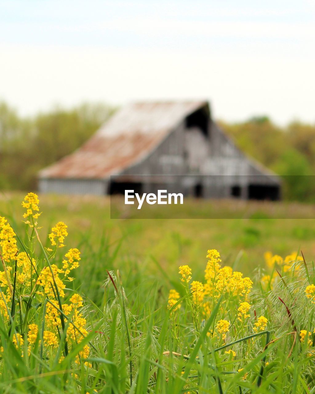 YELLOW FLOWERS IN FIELD