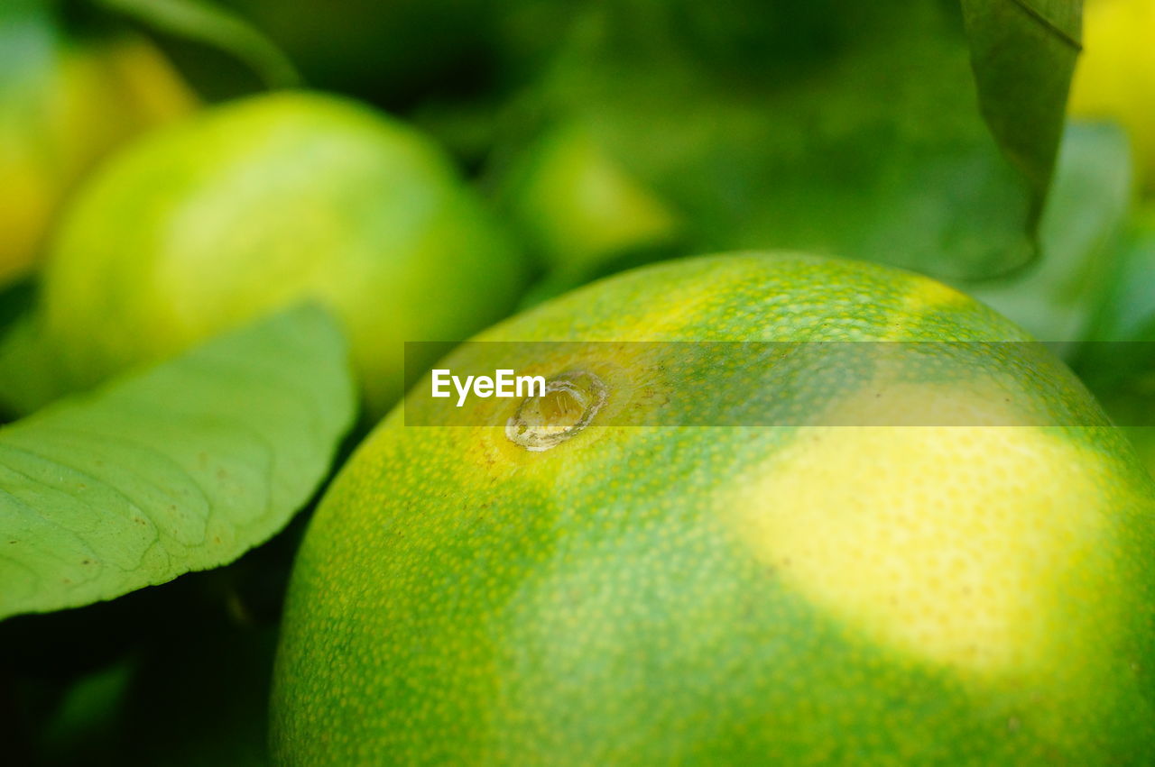 CLOSE-UP OF GREEN FRUITS