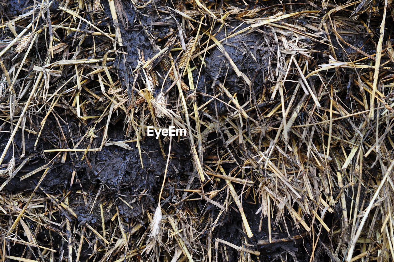 FULL FRAME SHOT OF DRIED PLANT IN FIELD