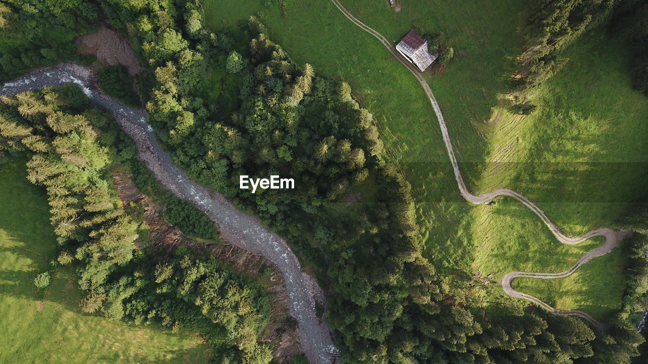 HIGH ANGLE VIEW OF ROAD AMIDST TREES AND PLANTS IN FOREST