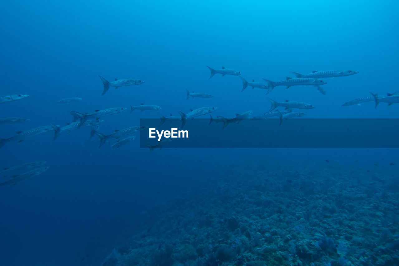 View of fishes swimming in sea