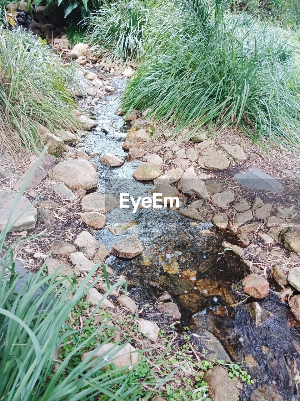 HIGH ANGLE VIEW OF PLANT GROWING ON ROCKS