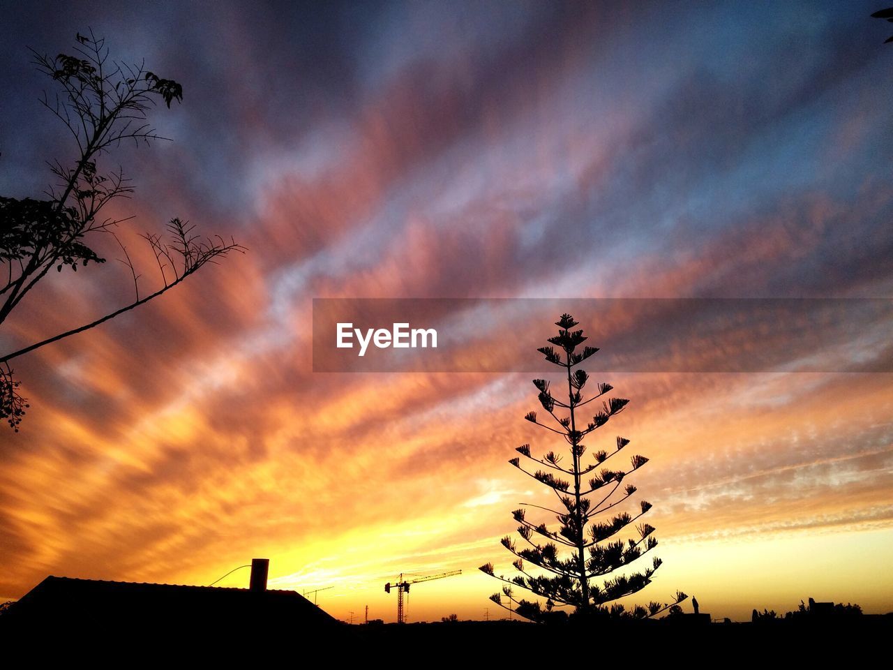 Silhouette tree against dramatic sky during sunset