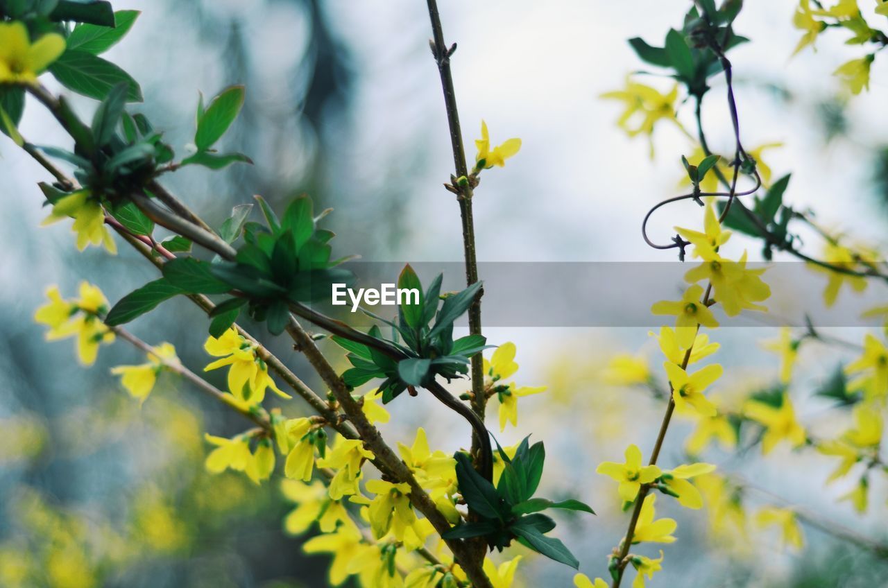 Close-up of flowering plants against blurred background