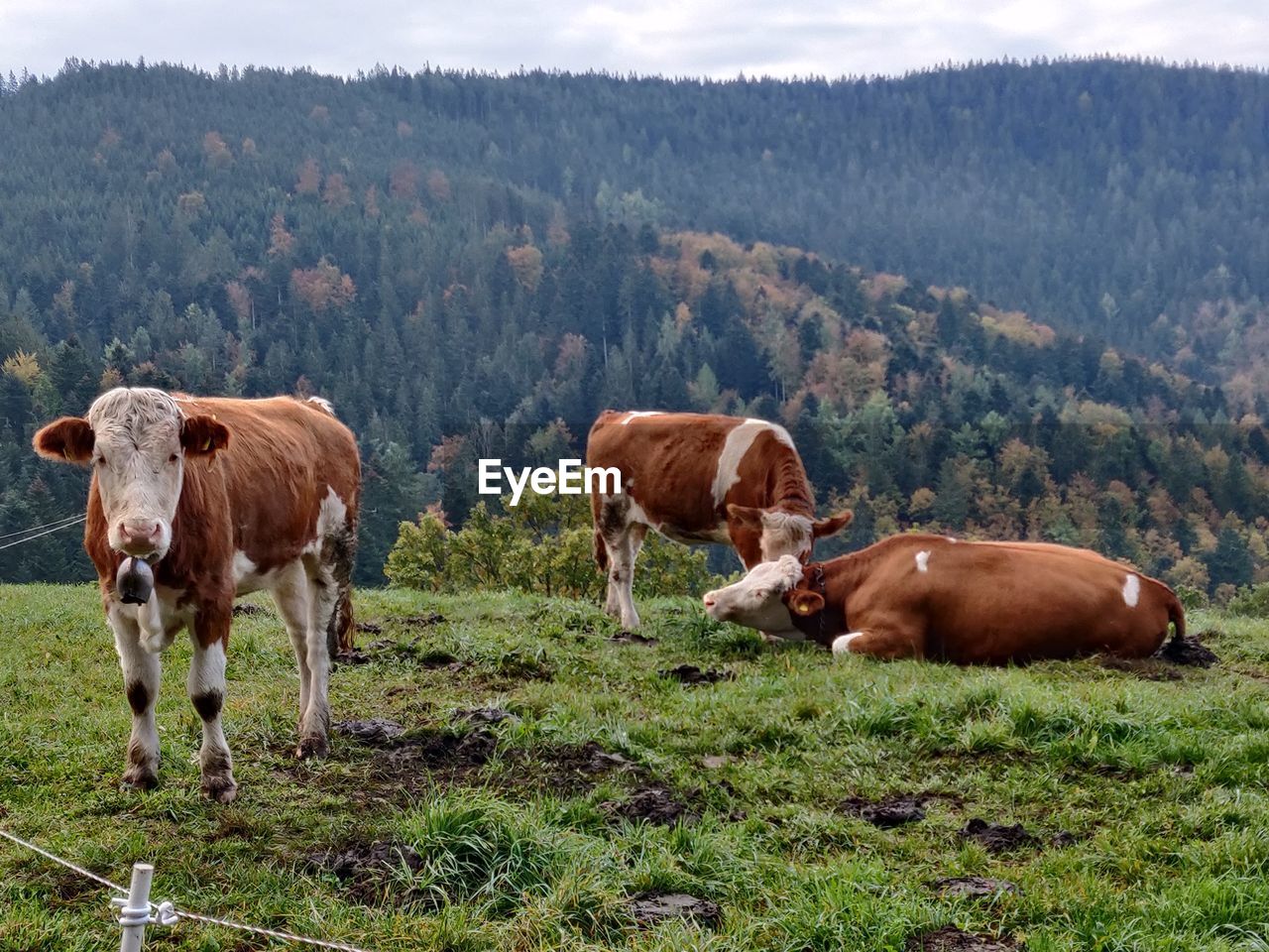 Cows in a field, schwarzwald