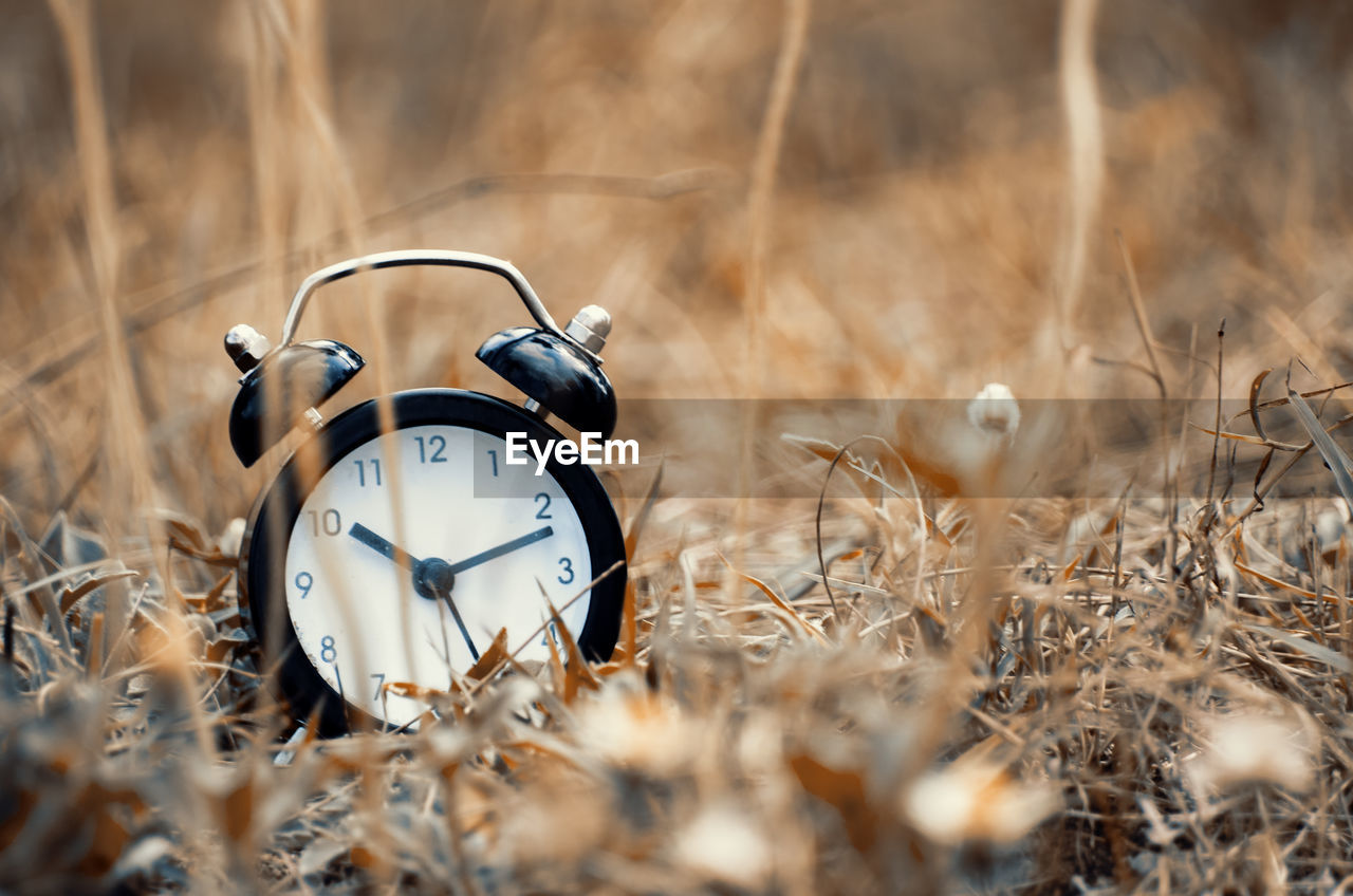 Close-up of clock on dry grass
