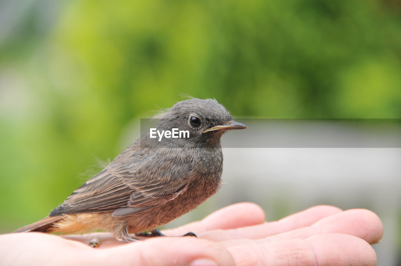 CLOSE-UP OF HAND HOLDING BIRD PERCHING ON HUMAN FINGER