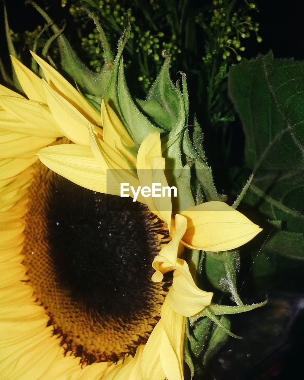 CLOSE-UP OF YELLOW FLOWER PLANT