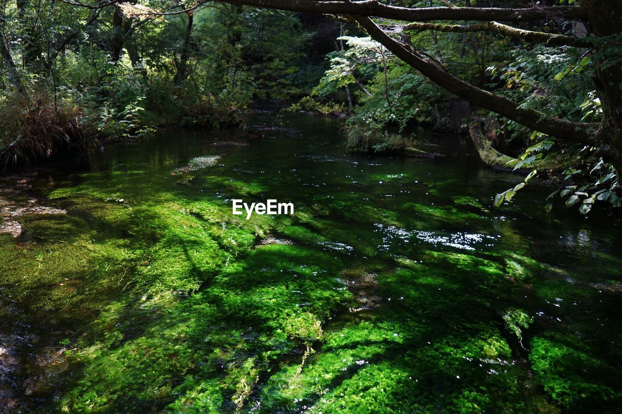 STREAM FLOWING THROUGH FOREST