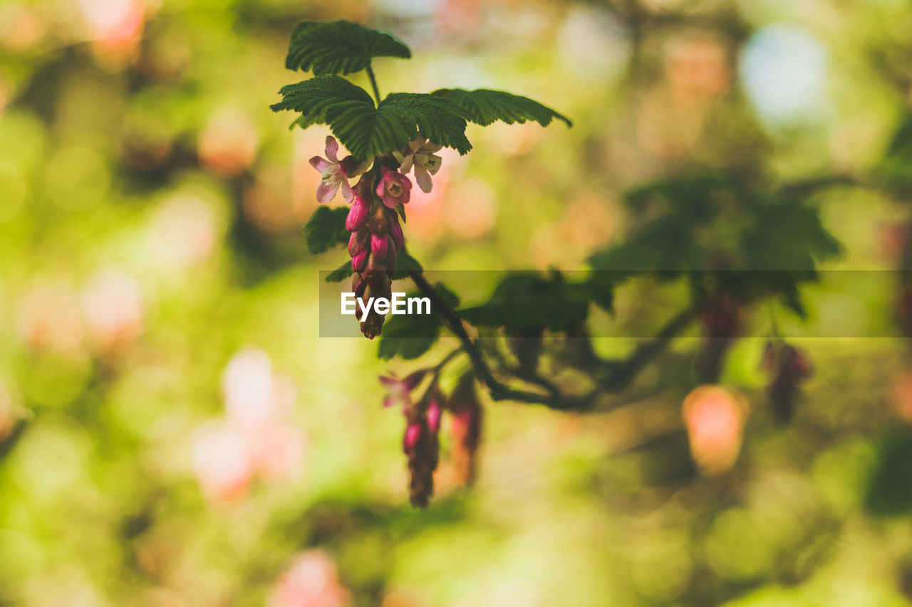 Close-up of flowering plant against blurred background