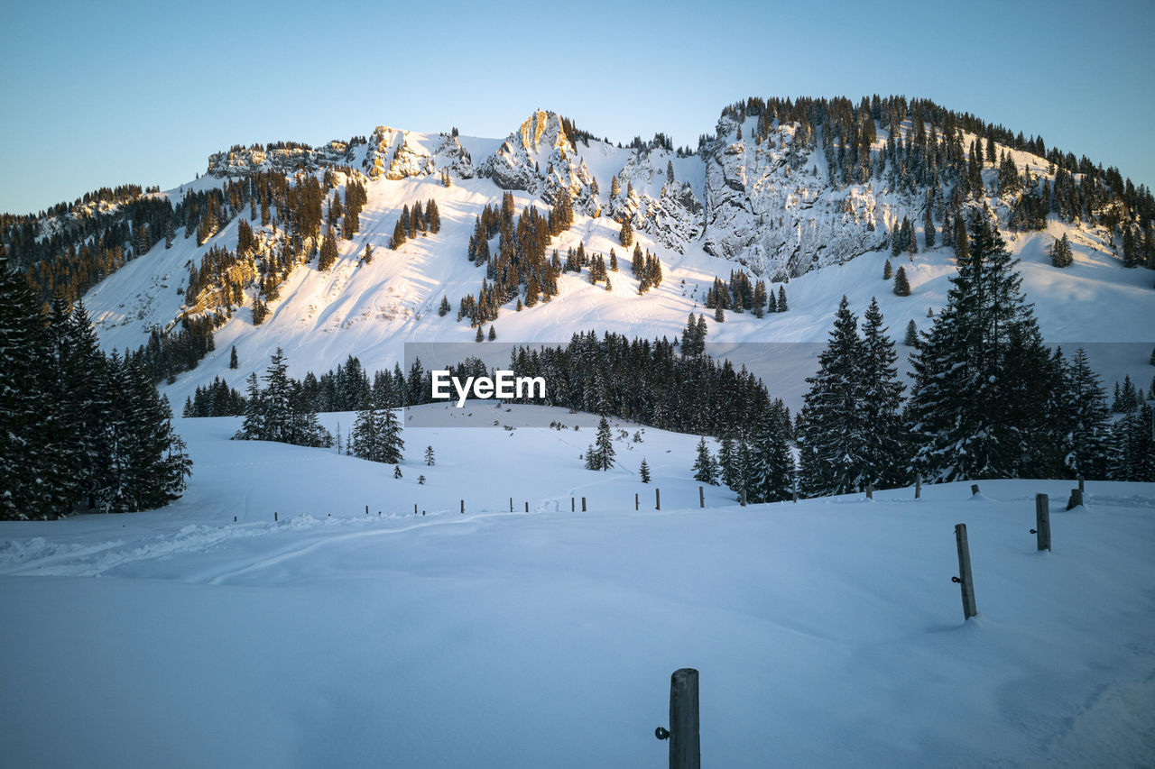 SNOW COVERED TREES AGAINST SKY