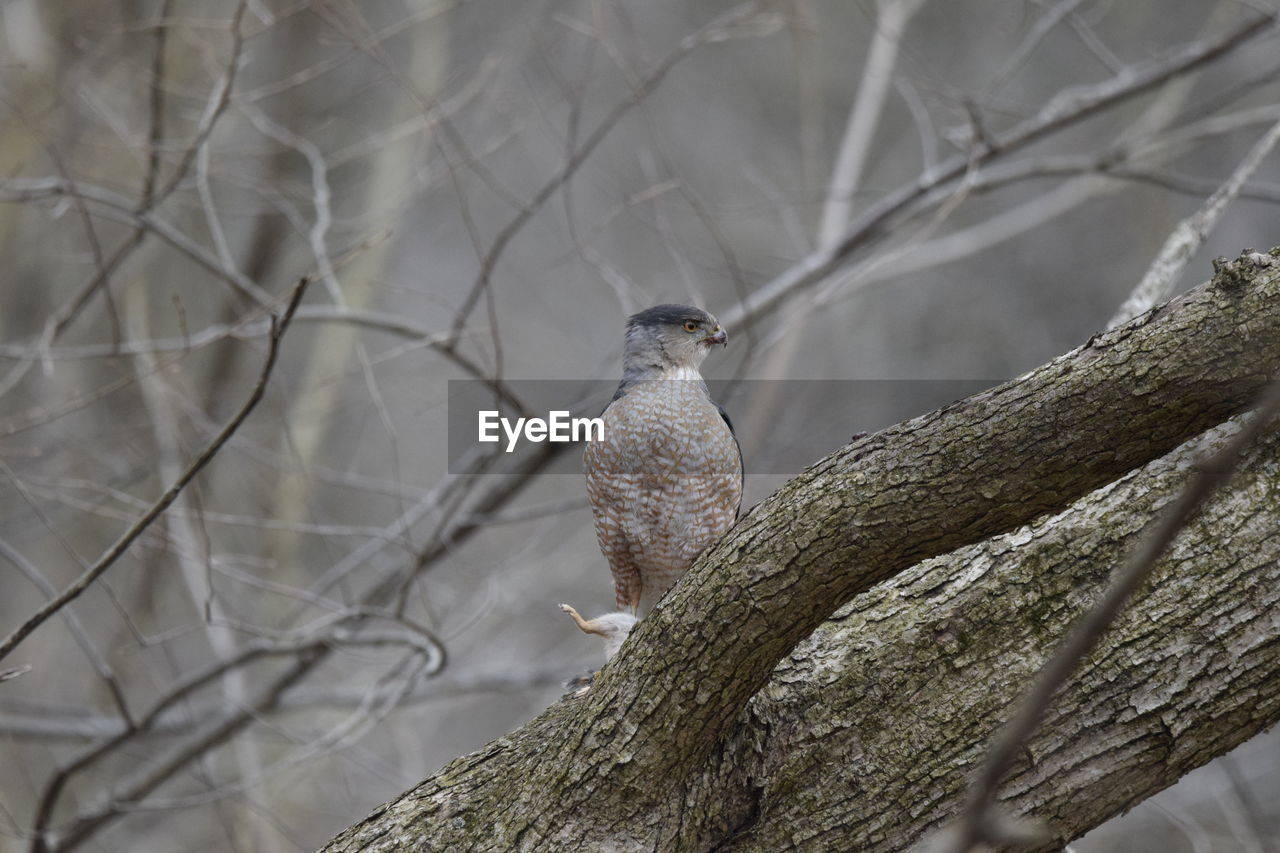 Hawk perching on a tree with prey