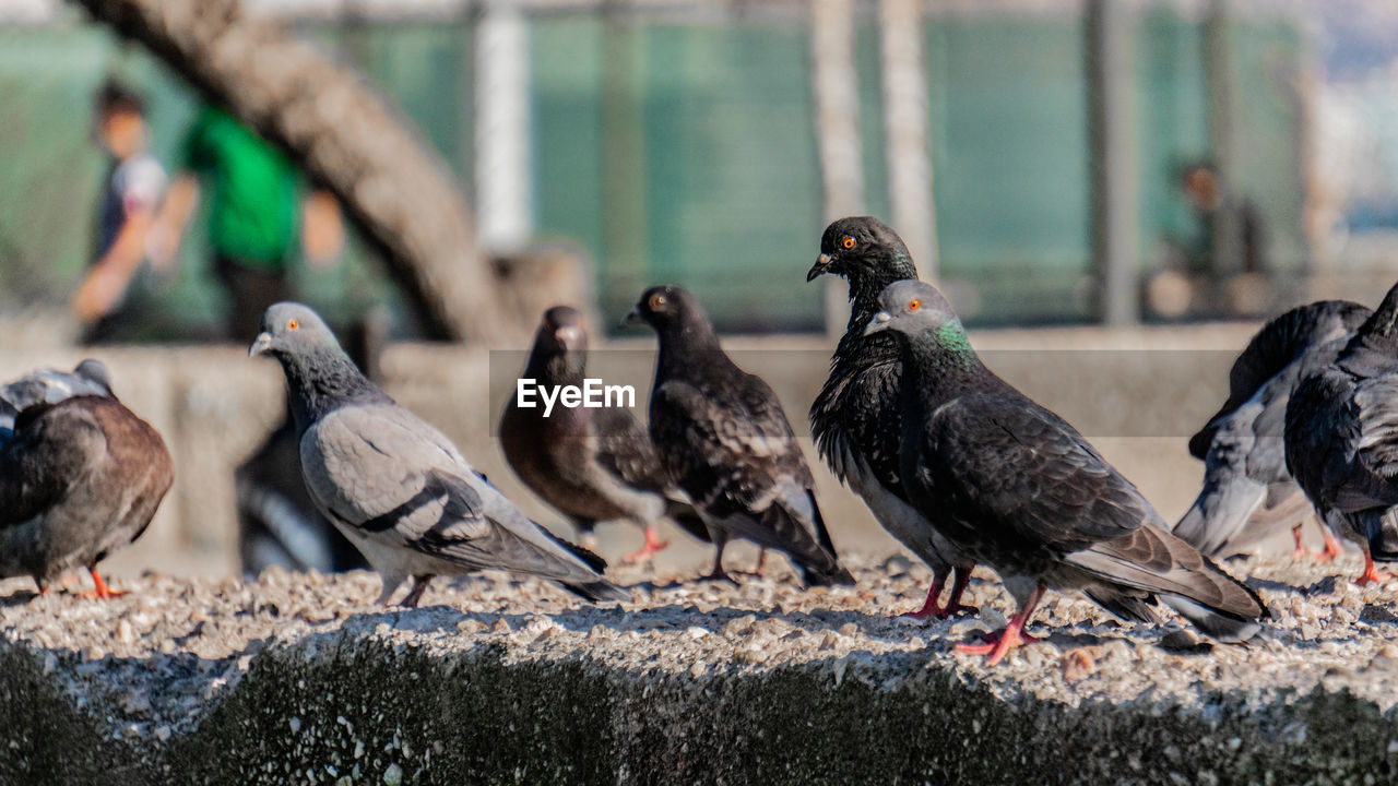 Pigeons perching on a wall