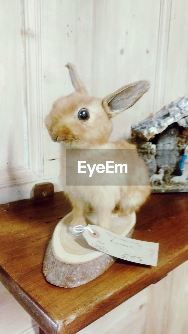 CLOSE-UP OF RABBIT ON TABLE AT HOME