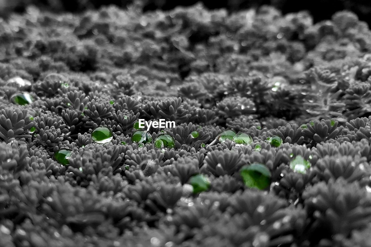 CLOSE-UP OF PLANT ON ROCK