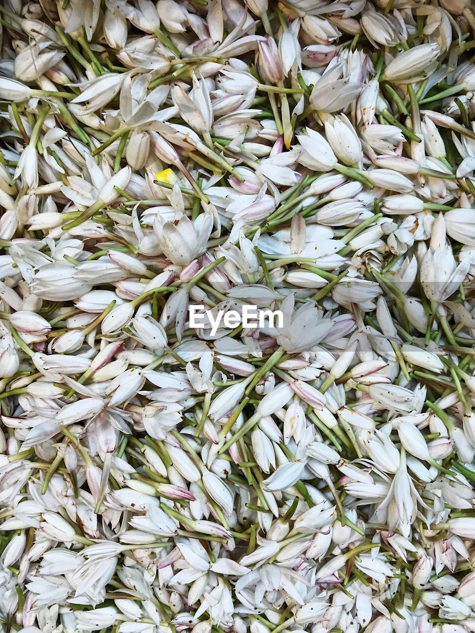 FULL FRAME SHOT OF WHITE FLOWERING PLANT