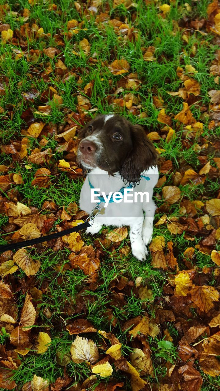 High angle view of english springer spaniel on field during autumn