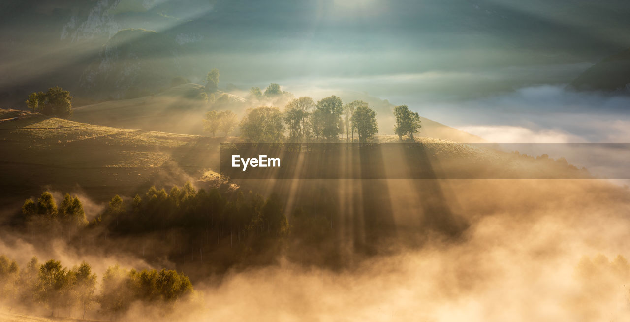 SUNLIGHT STREAMING THROUGH TREES ON LANDSCAPE