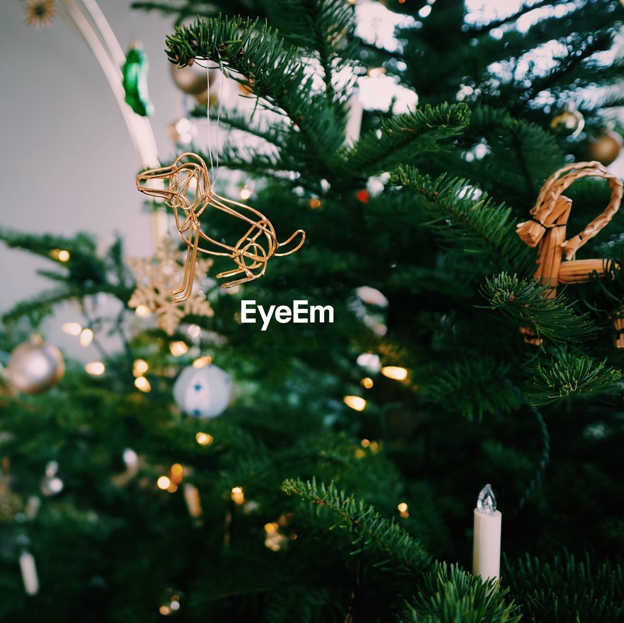 CLOSE-UP OF ILLUMINATED CHRISTMAS TREE AGAINST PLANTS