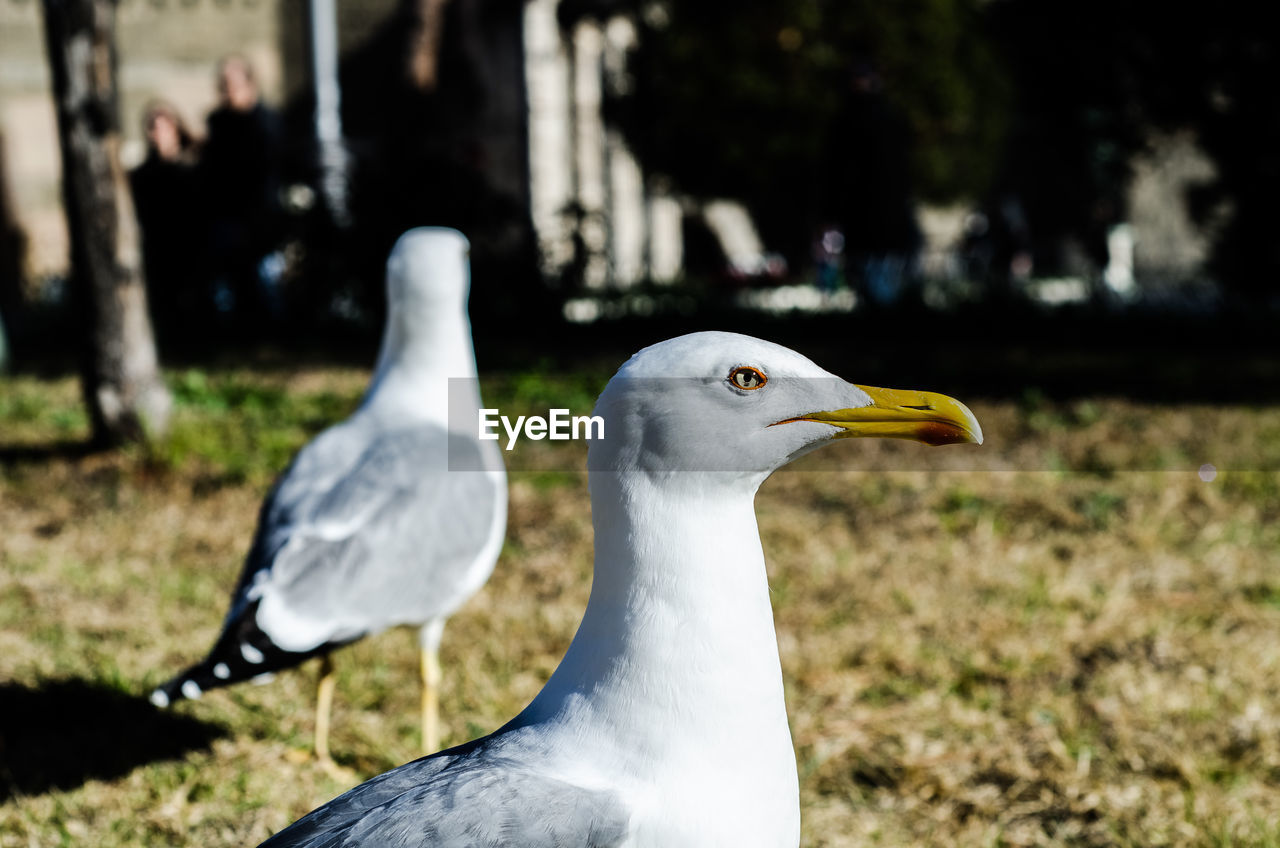 CLOSE-UP OF SEAGULL