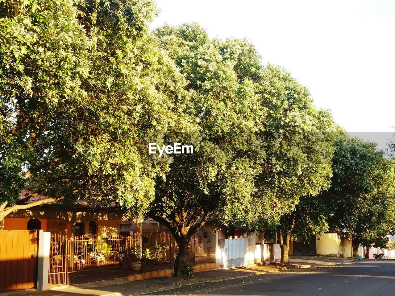 TREES AND PLANTS BY ROAD AGAINST SKY IN CITY