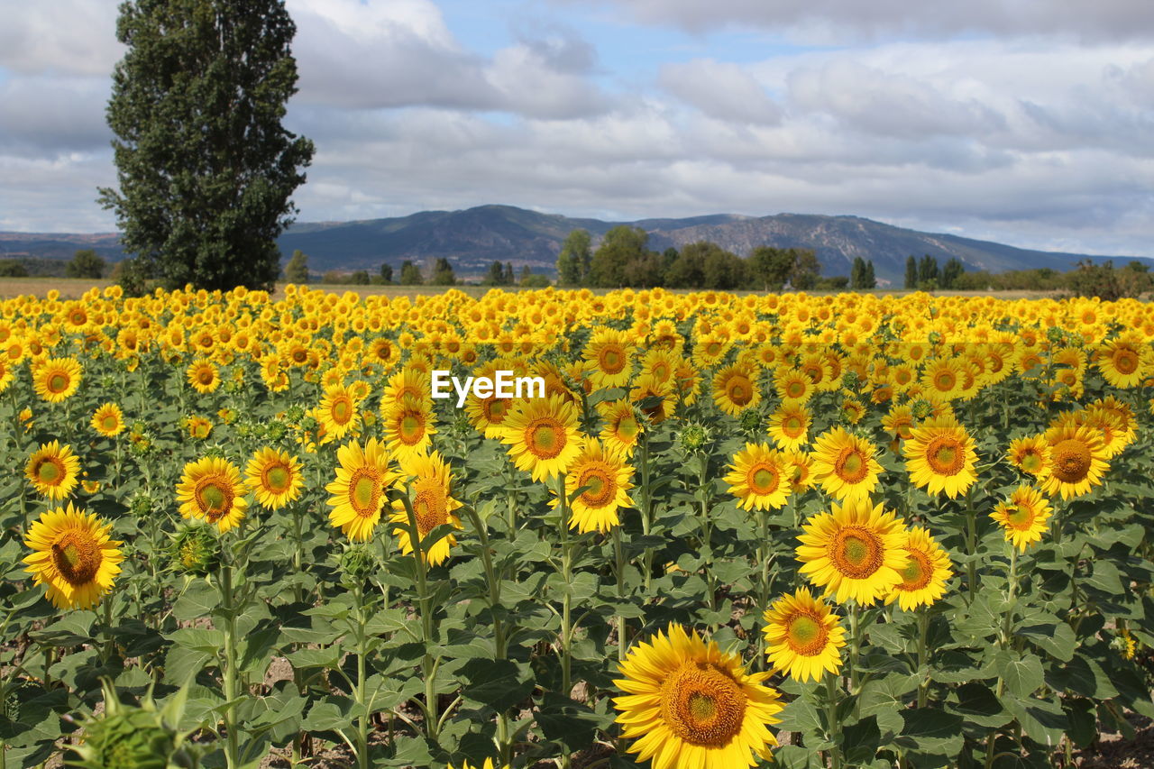 plant, flower, flowering plant, landscape, beauty in nature, yellow, cloud, sky, freshness, land, rural scene, field, nature, environment, growth, agriculture, scenics - nature, sunflower, flower head, abundance, no people, fragility, crop, tranquility, farm, tranquil scene, inflorescence, mountain, idyllic, springtime, day, non-urban scene, outdoors, tree, blossom, petal, horizon over land, multi colored, vibrant color, plain, meadow, summer, flowerbed, sunlight, mountain range, horizon, botany, prairie, grass, travel destinations, wildflower, landscaped