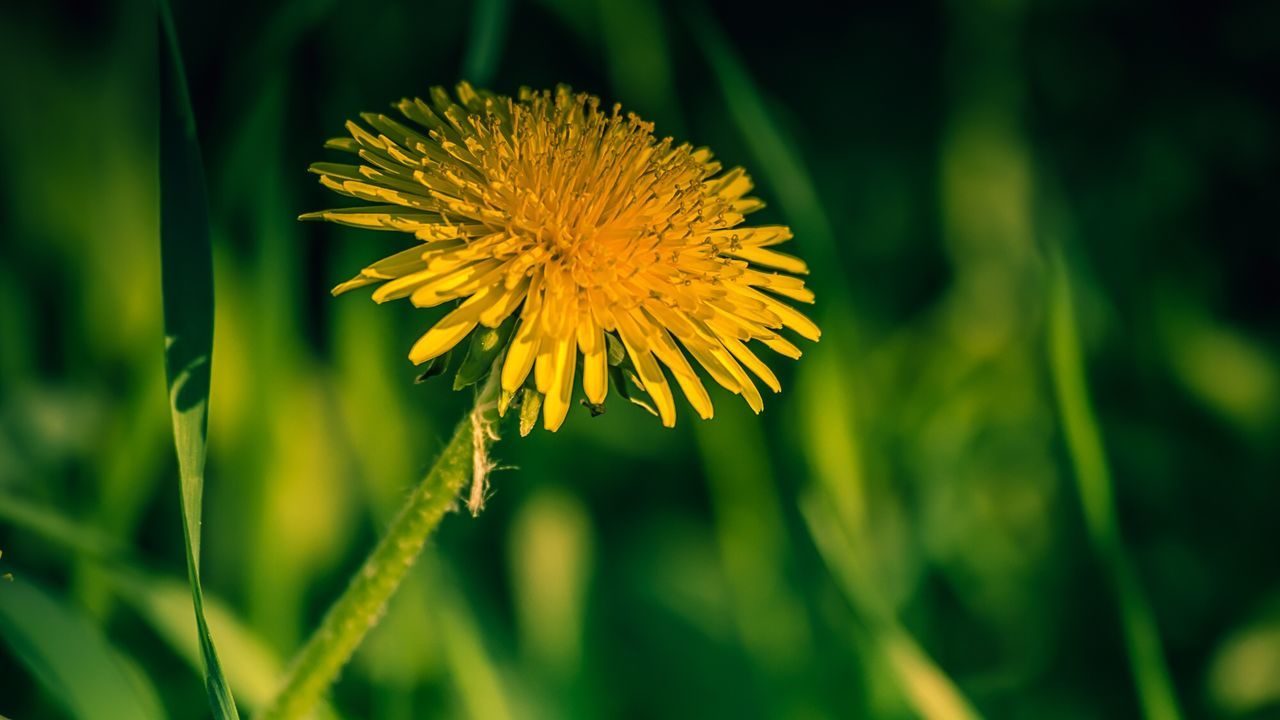 Close-up of yellow flower on field