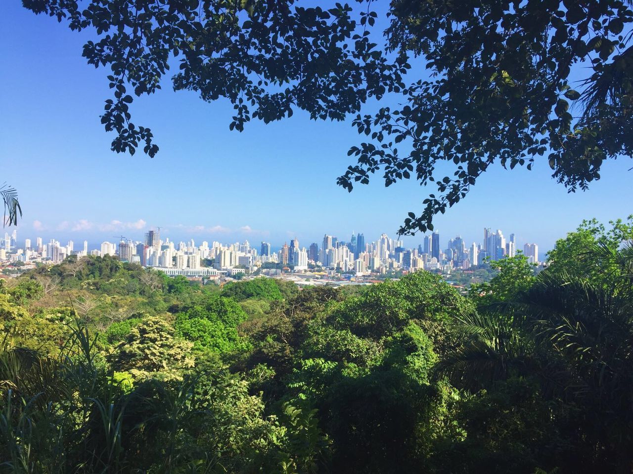 Trees and cityscape against sky