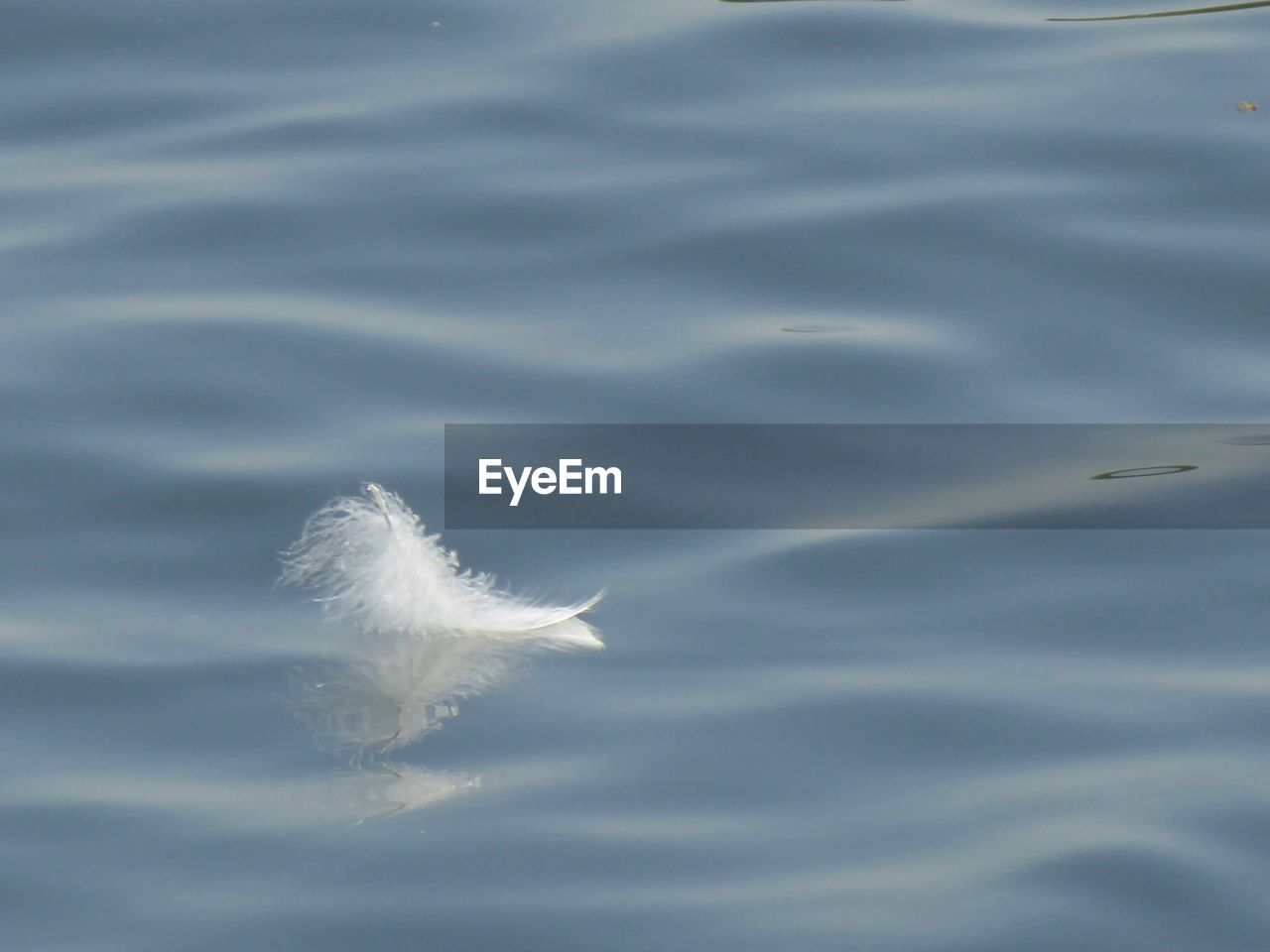CLOSE-UP OF FEATHER FLOATING ON A LAKE