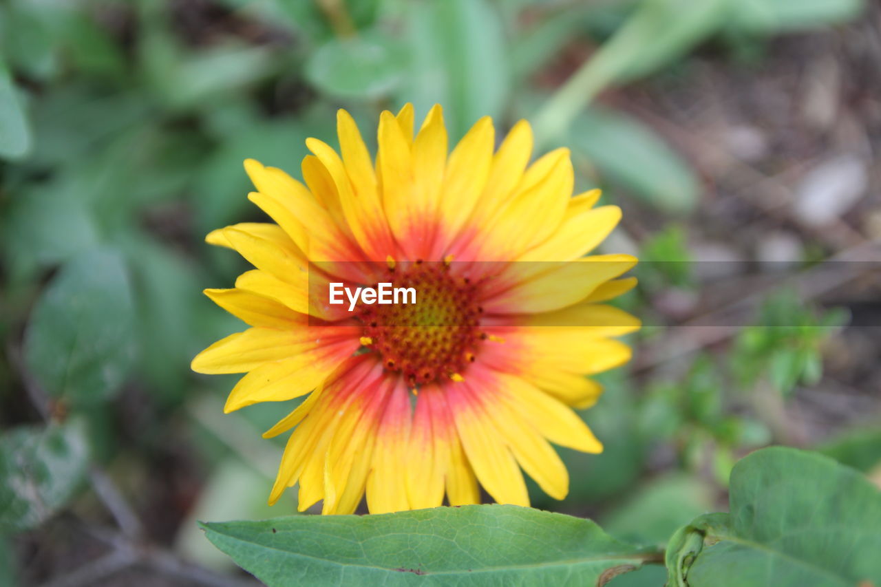 Close-up of yellow flower