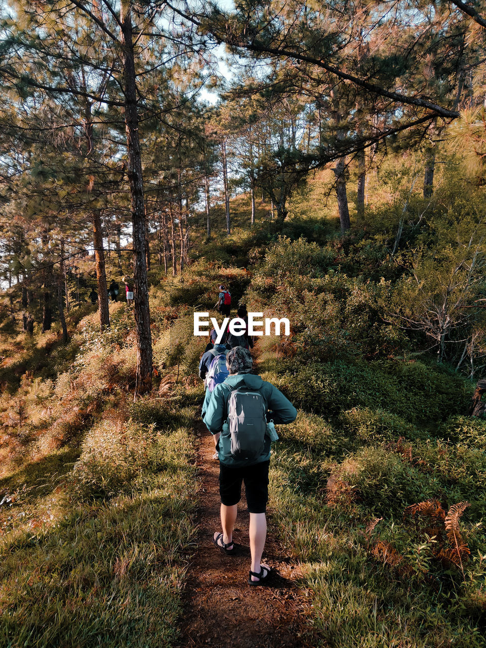 REAR VIEW OF FRIENDS WALKING ON STREET AMIDST TREES