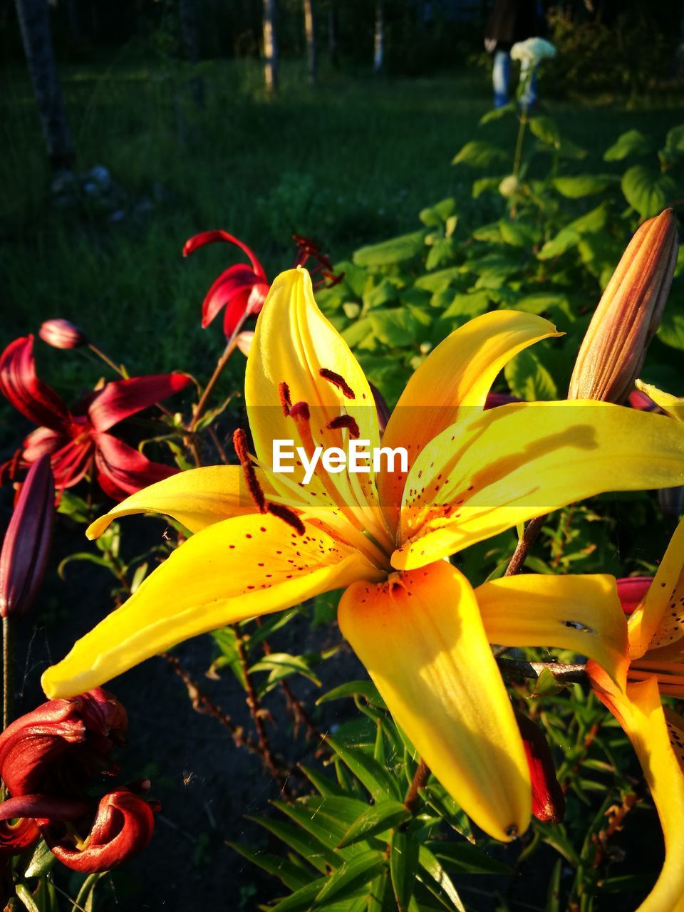 Close-up of day lily blooming outdoors