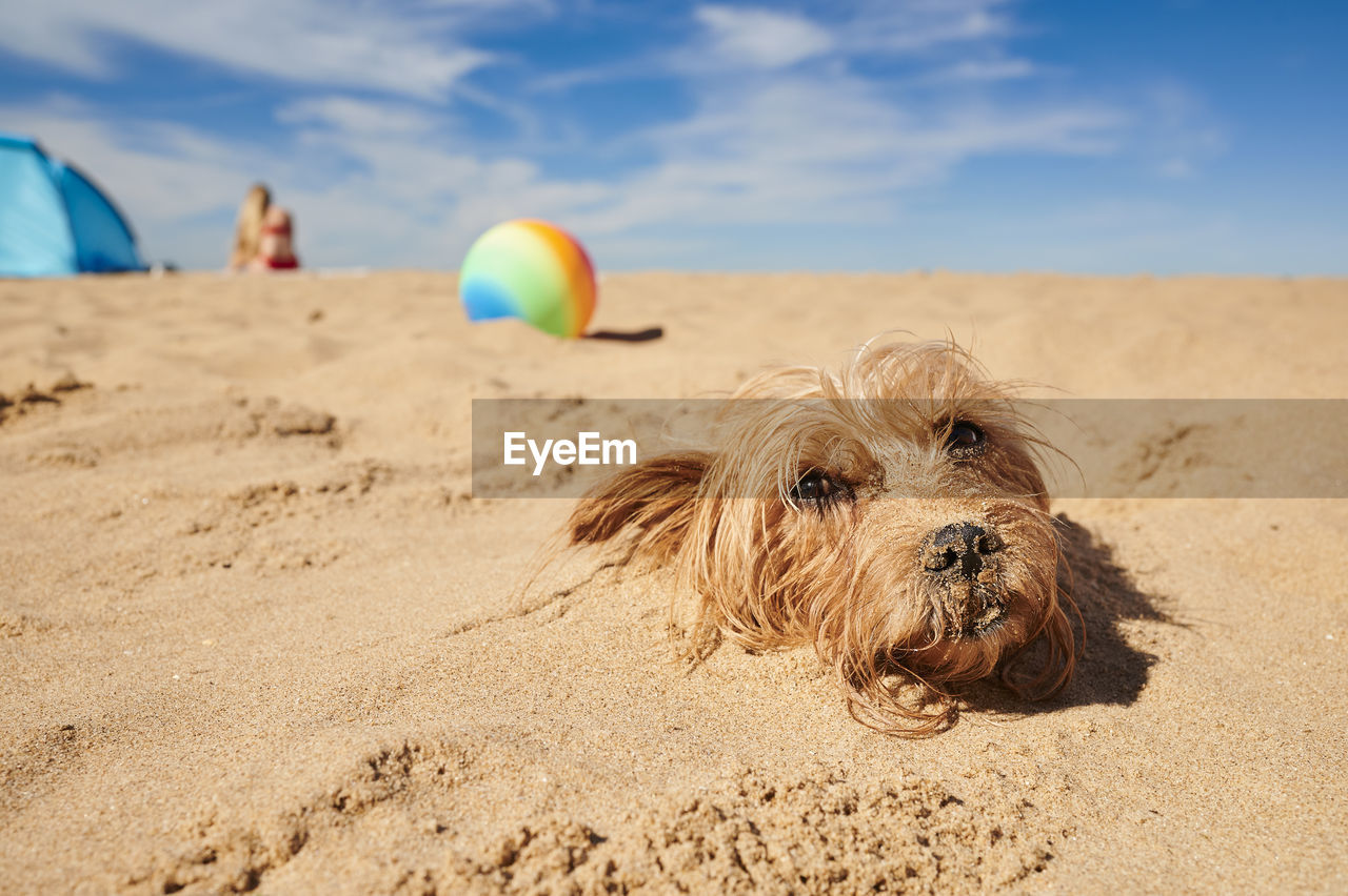 Cute yorkshire terrier in the sand at the beach on the coast on holiday and vacation time