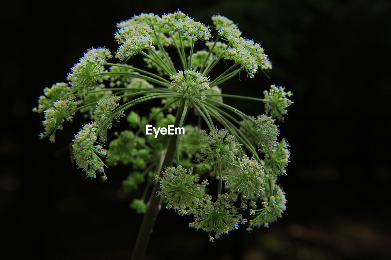 Close-up of flowering plant