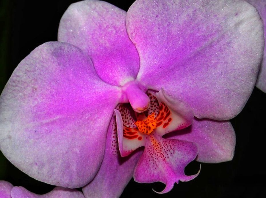 CLOSE-UP OF PINK ORCHIDS BLOOMING OUTDOORS