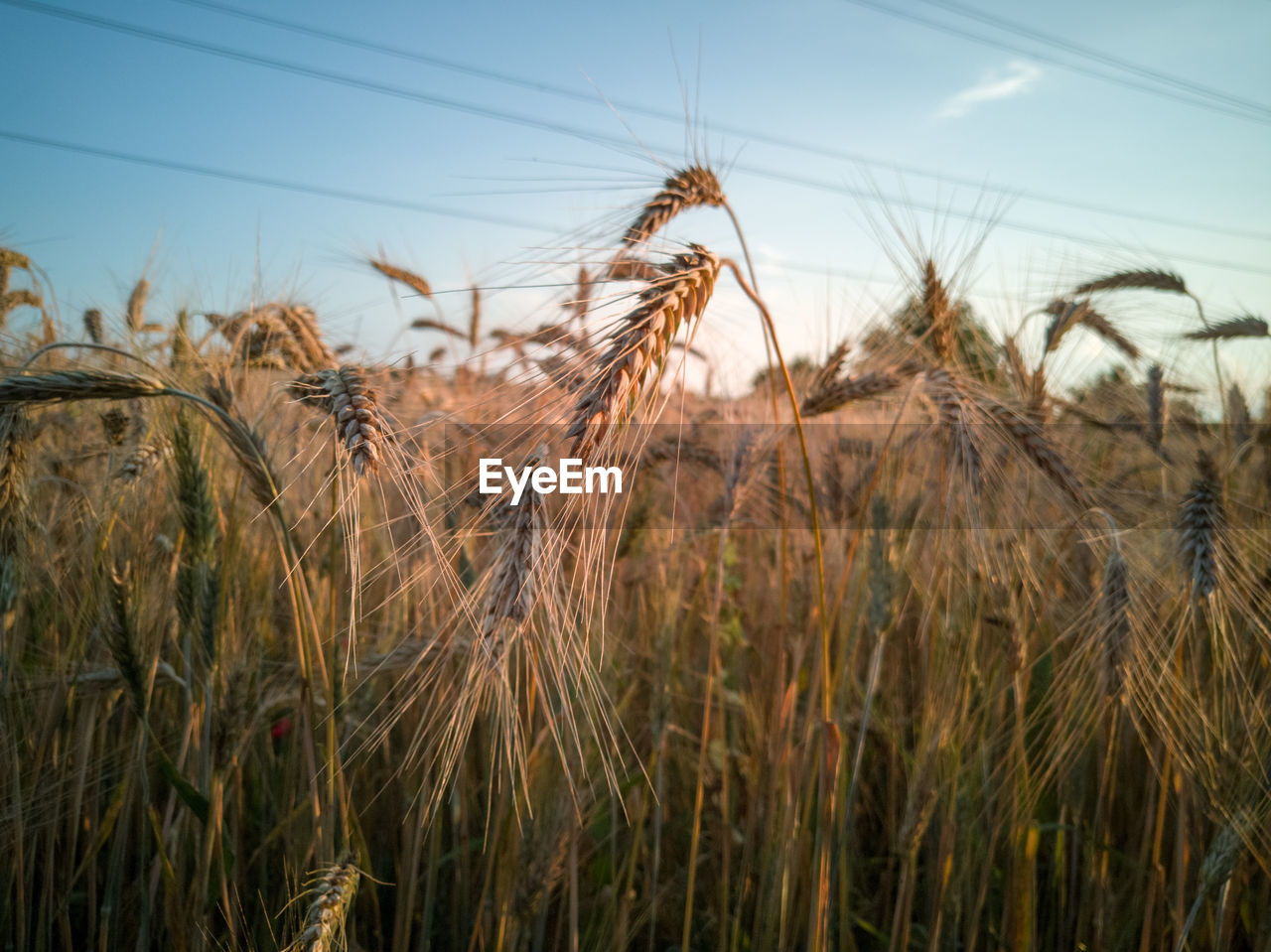 CLOSE-UP OF STALKS IN FIELD