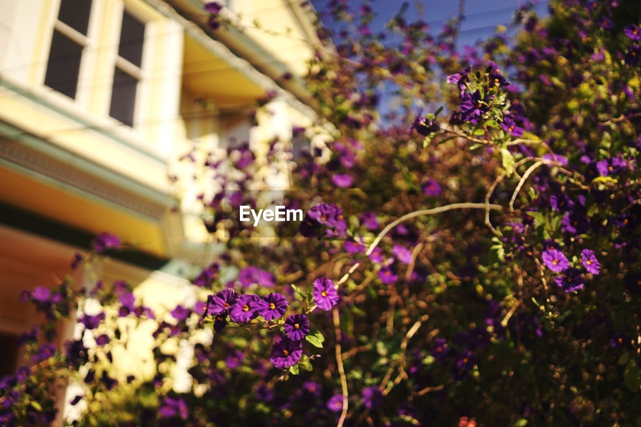 House in sunlight and bush with purple flowers