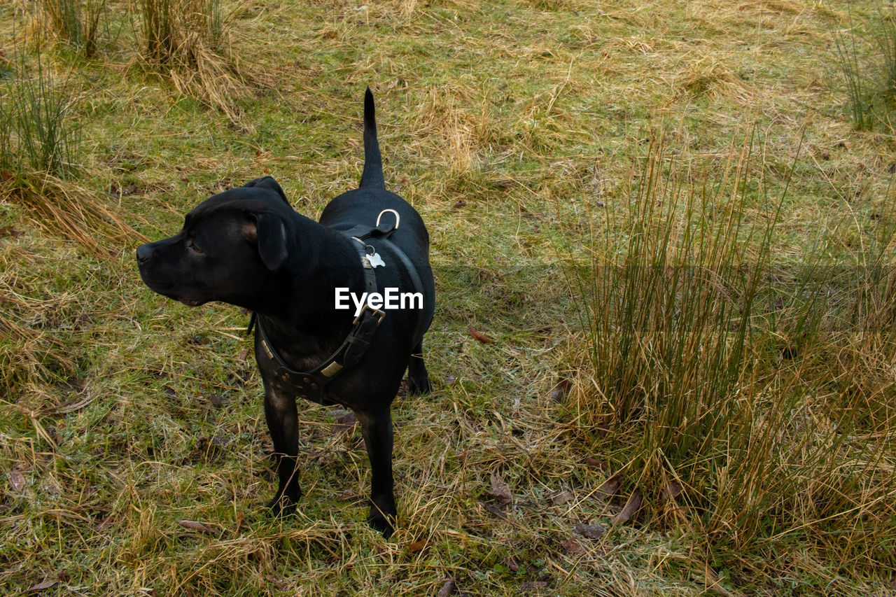 BLACK DOG STANDING ON GRASS