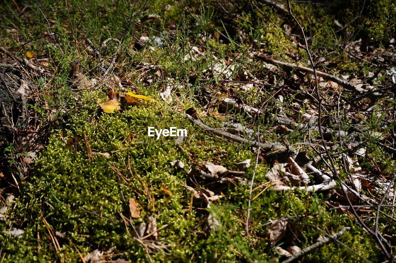 HIGH ANGLE VIEW OF LIZARD ON FIELD