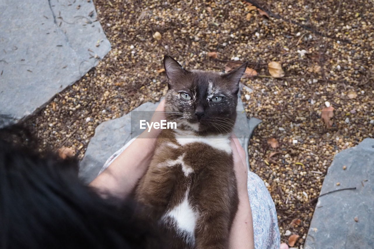 HIGH ANGLE VIEW PORTRAIT OF HAND HOLDING CAT OUTDOORS