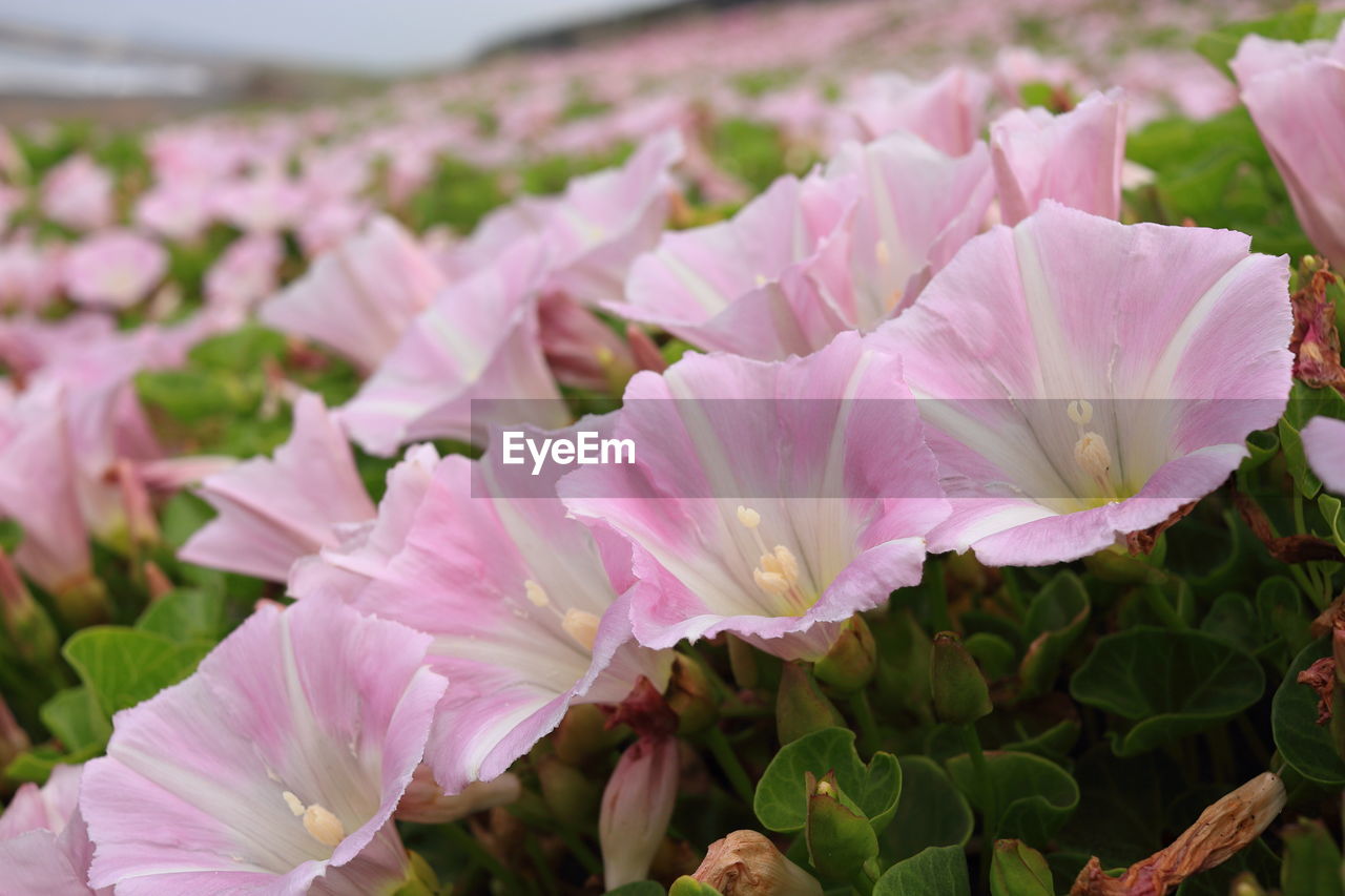 CLOSE-UP OF PINK ROSES