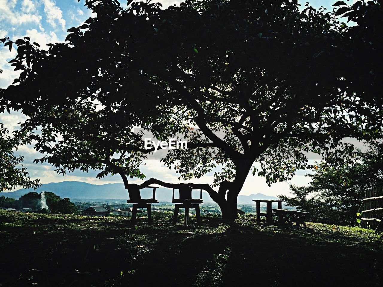 TREE AGAINST SKY