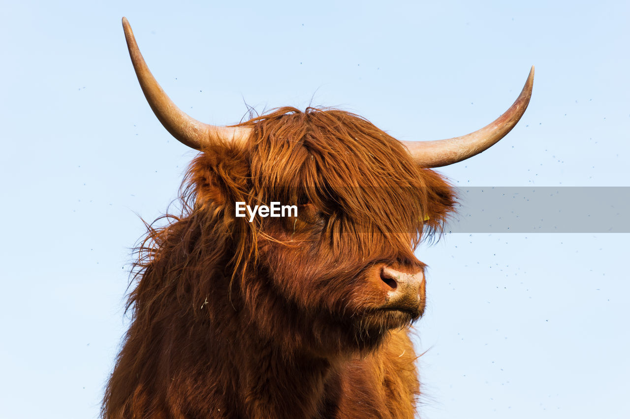 Highland cattle on meadow with clear sky