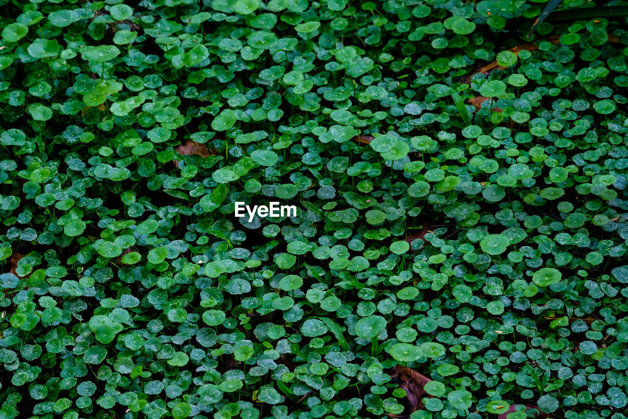 Full frame shot of raindrops on leaves