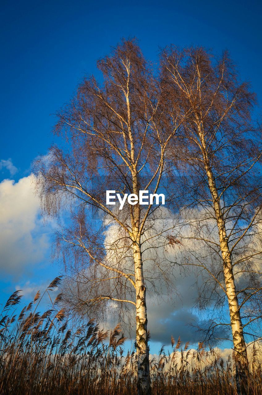 Low angle view of trees against sky on sunny day